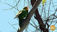 В мире. Переселение попугаев. Доброе утро. Фрагмент выпуска от 19.01.2018