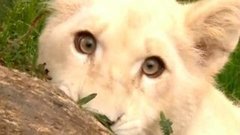 В мире. Белая львица. Доброе утро. Фрагмент выпуска от 01.10.2015