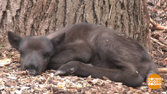В мире. Родился олененок. Доброе утро. Фрагмент выпуска от 10.05.2018