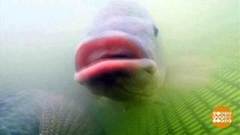 В мире. Поделки из рыбьей кожи. Доброе утро. Фрагмент выпуска от 15.05.2018