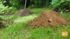 Как избавиться от кротов. Доброе утро. Фрагмент выпуска от 31.05.2018