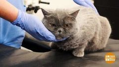 Кушай, кошечка, лекарство! Доброе утро. Фрагмент выпуска от 03.07.2018