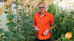 Огурец, будь как огурец! Доброе утро. Фрагмент выпуска от 13.07.2018