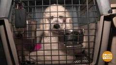 Путешествие из Москвы в Петербург… одного пуделя. Доброе утро. Фрагмент выпуска от 25.07.2018