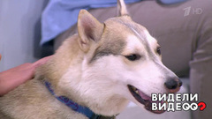 Пес против медведя. Видели видео? Фрагмент выпуска от 31.07.2018