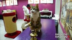 Кот-счетовод. Видели видео? Фрагмент выпуска от 02.08.2018