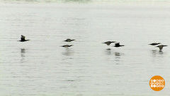 Птичья школа над Амуром. Доброе утро. Фрагмент выпуска от 07.08.2018