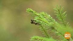 Лесу нужна помощь! Доброе утро. Фрагмент выпуска от 14.09.2018