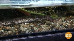 В мире. Редкие ящеры. Доброе утро. Фрагмент выпуска от 02.11.2018