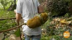 В мире. Популярный джекфрут. Доброе утро. Фрагмент выпуска от 07.12.2018