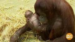 В мире. Родился орангутан. Доброе утро. Фрагмент выпуска от 24.12.2018