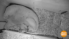 В мире. Родился белый медвежонок. Доброе утро. Фрагмент выпуска от 26.12.2018