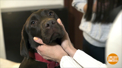 Укротить Бруню: миссия выполнима! Доброе утро. Фрагмент выпуска от 18.01.2019