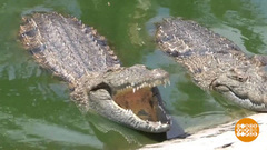 В мире. Восстановление крокодильей фермы. Доброе утро. Фрагмент выпуска от 09.04.2019
