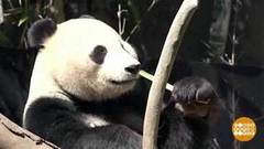 В мире. Возвращение панд в Китай. Доброе утро. Фрагмент выпуска от 25.04.2019