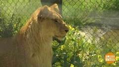 В мире. Забота о трех львятах. Доброе утро. Фрагмент выпуска от 26.04.2019