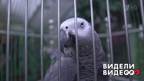 Один дома: питомцы телеведущей Ольги Платоновой. Видели видео? Фрагмент выпуска от 17.08.2018