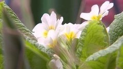 Весна идёт, весне дорогу! Доброе утро. Фрагмент выпуска от 09.03.2016