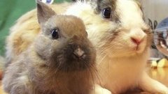 Самый маленький кролик. Доброе утро. Фрагмент выпуска от 09.03.2016