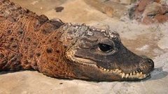 Спасение крокодильчика Гены