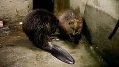 Бобры онлайн. Доброе утро. Фрагмент выпуска от 22.09.2015