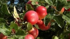 Что не так с яблоками? Доброе утро. Фрагмент выпуска от 01.04.2016