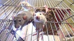 Эти удивительные крысы. Доброе утро. Фрагмент выпуска от 04.04.2016