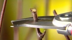 Садовые секаторы. Доброе утро. Фрагмент выпуска от 08.04.2016