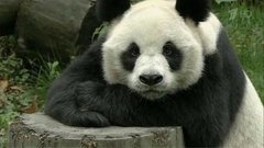 Панды. Открытие Китая. Выпуск от 17.04.2016