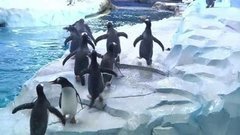 В мире. Центр пингвинов. Доброе утро. Фрагмент выпуска от 04.05.2016