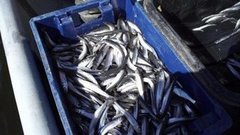 Фестиваль корюшки. Доброе утро. Фрагмент выпуска от 14.05.2016