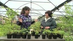 Шелковица. Фазенда. Фрагмент выпуска от 26.06.2016