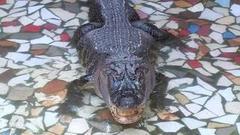 Анапские крокодилы, алтайские страусы. Доброе утро. Фрагмент выпуска от 29.08.2016