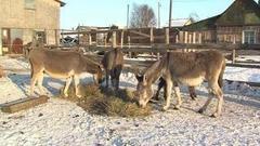 Ослиная ферма. Доброе утро. Фрагмент выпуска от 29.11.2016