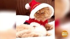 Самые-самые котики. Доброе утро. Фрагмент выпуска от 11.01.2017