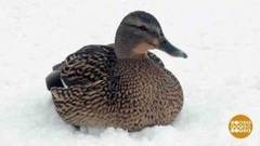 Перепись птиц. Доброе утро. Фрагмент выпуска от 25.01.2017