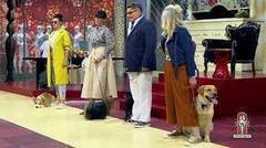 Модные советы: на прогулку с собакой. Модный приговор. Фрагмент выпуска от 26.07.2017