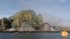 Птичий базар. Не путать с птичьим рынком! Доброе утро. Фрагмент выпуска от 07.08.2017