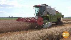 «Дама в красном» и другие царицы полей. Доброе утро. Фрагмент выпуска от 21.08.2017