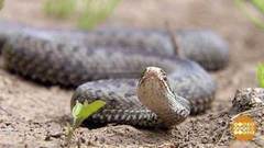 Гадюка, какая ты гадюка! Доброе утро. Фрагмент выпуска от 14.09.2017