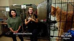 Ирина Слуцкая в гостях у кошек. Главный котик страны. Фрагмент выпуска от 17.09.2017