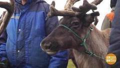 Лети, мой олень! Доброе утро. Фрагмент выпуска от 19.09.2017