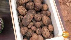 Как сохранить урожай картофеля. Доброе утро. Фрагмент выпуска от 17.10.2017