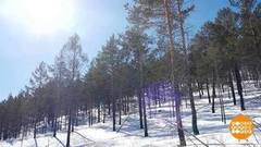 Самый большой на свете лес. Доброе утро. Фрагмент выпуска от 21.03.2018