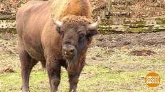 12 леопардов и 1100 зубров. Доброе утро. Фрагмент выпуска от 22.03.2018