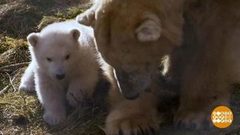 В мире. Белый медвежонок. Доброе утро. Фрагмент выпуска от 04.04.2018