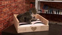 Дом для кошки. Доброе утро. Фрагмент выпуска от 21.10.2015