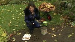 Сажаем тюльпаны. Фазенда. Фрагмент выпуска от 25.10.2015