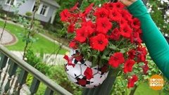 Футбольное кашпо. Доброе утро. Фрагмент выпуска от 20.06.2018