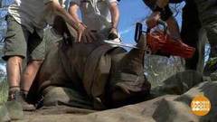 В мире. Спасение носорогов. Доброе утро. Фрагмент выпуска от 06.08.2018